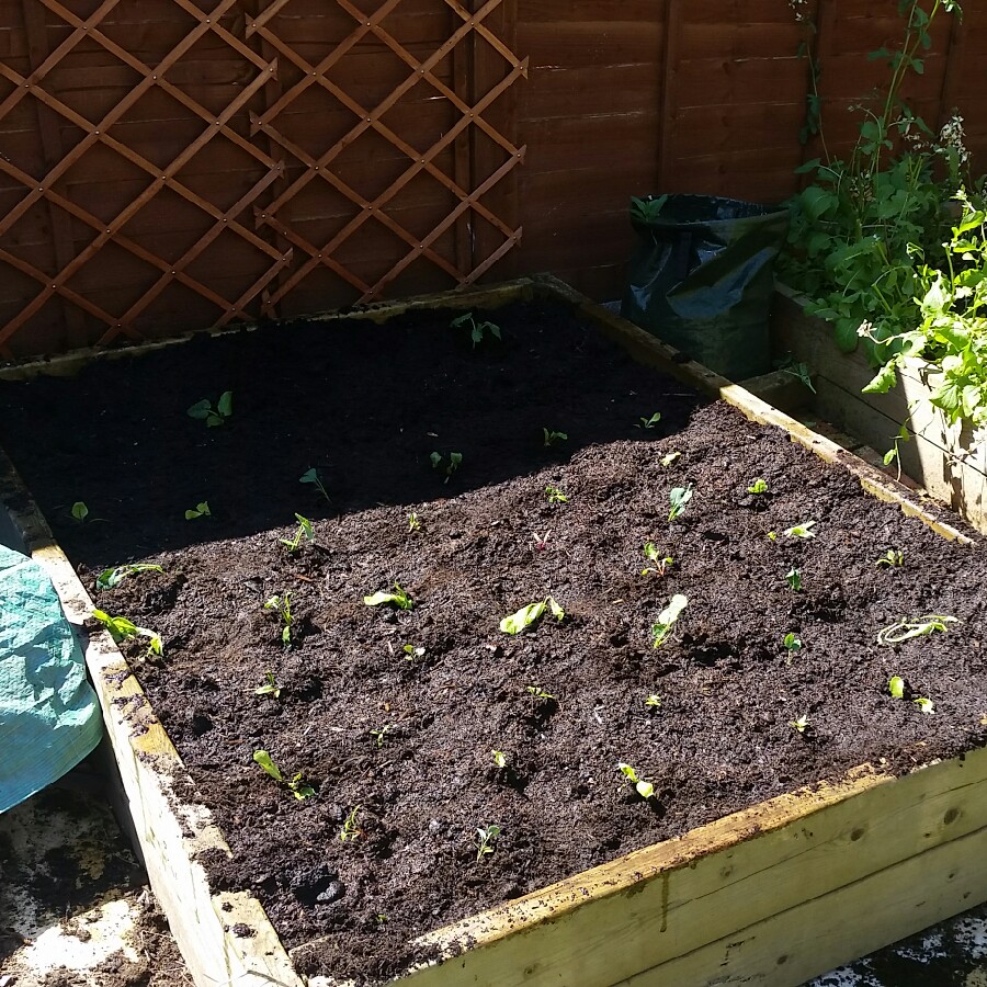 Abbi's garden
