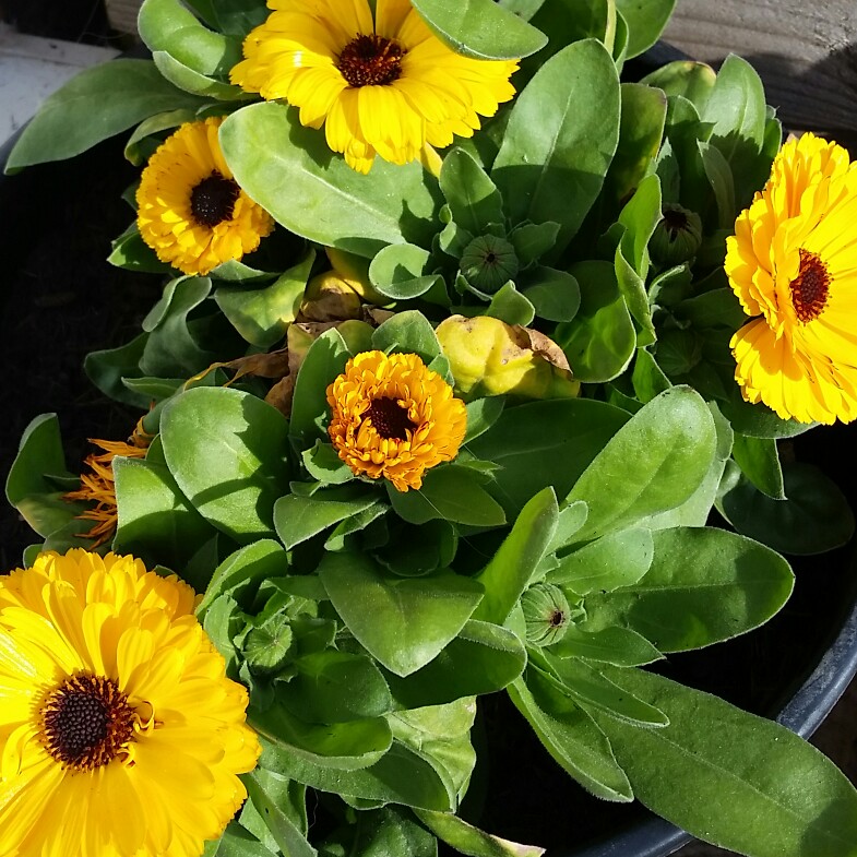 plant image 65581