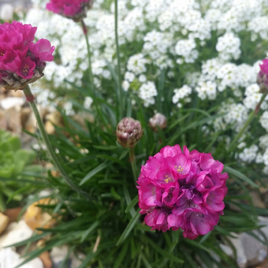 Thrift 'Armada Rose'