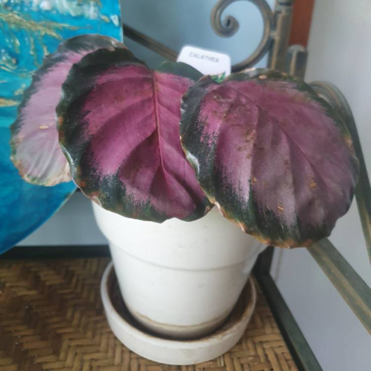 Plant image Calathea Roseopicta 'Rosy'