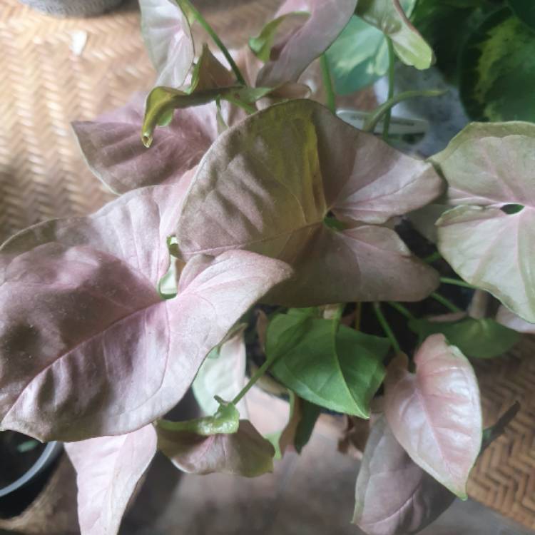 Plant image Syngonium 'Neon'