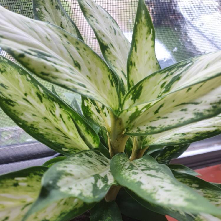 Plant image Dieffenbachia 'Star Bright'