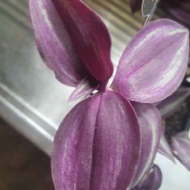 Tradescantia Zebrina Purple