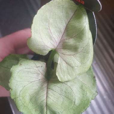 Syngonium Roxanna