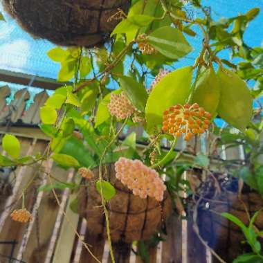 Abby's garden