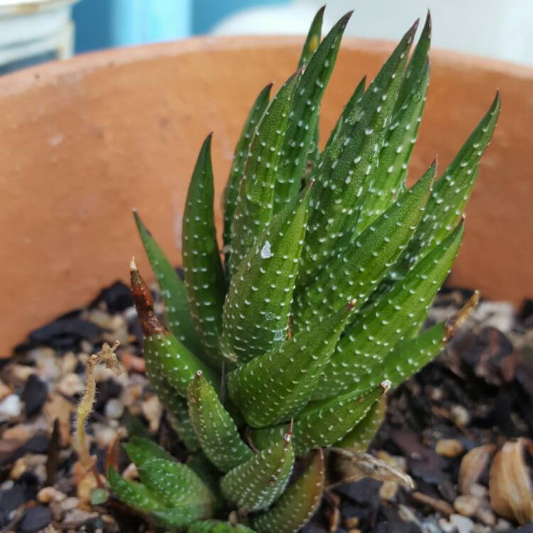 Plant image Haworthiopsis coarctata var. coarctata syn. Haworthia coarctata, Haworthia resendeana