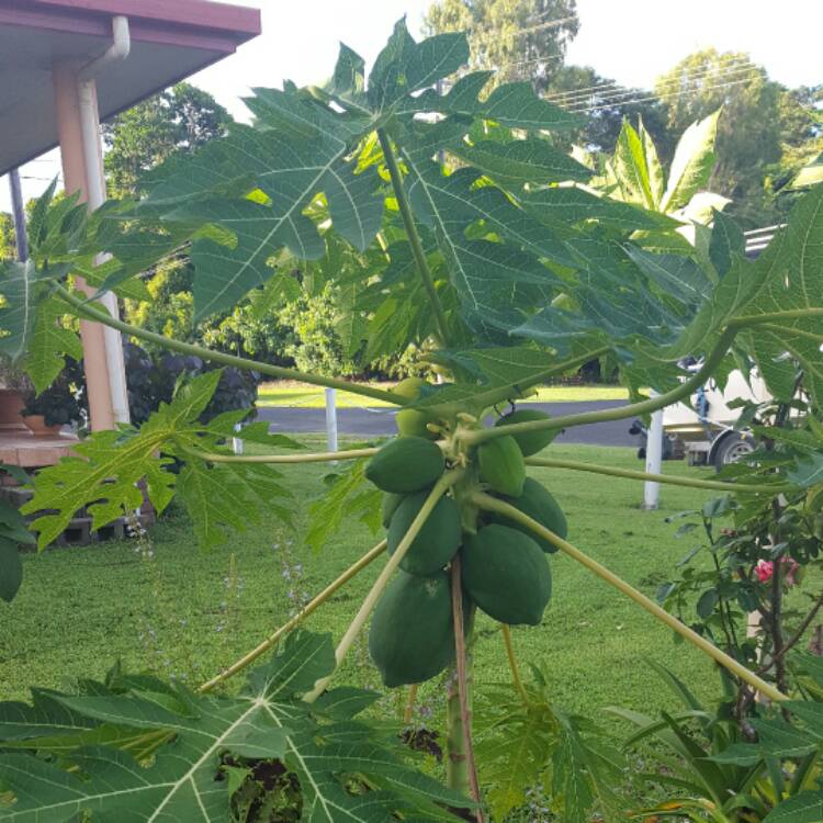 Plant image Asimina triloba
