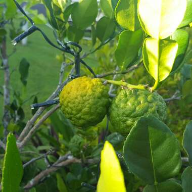 Citrus hystrix