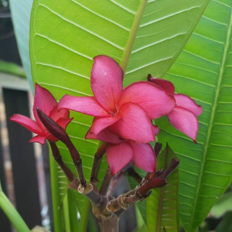 Plant image Plumeria 'Black Red'