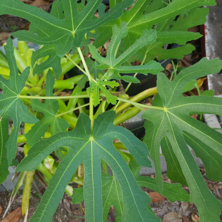 Plant image Ficus carica 'Panachee'