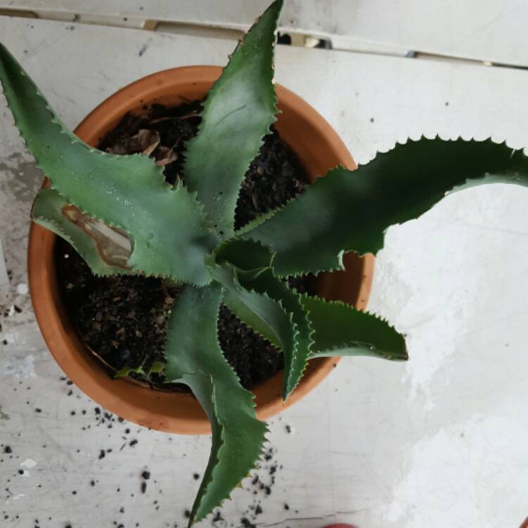 Plant image Agave gypsophila 'Blue Curls'