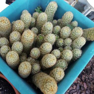 Mammillaria elongata
