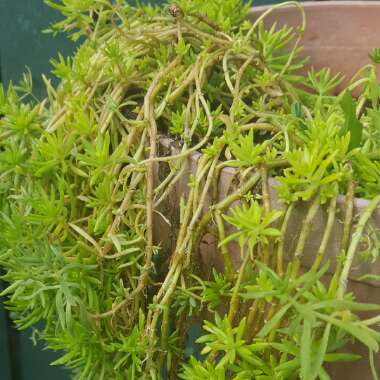 Sedum sediforme 'Gold'