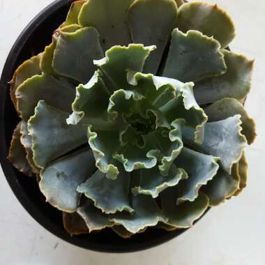 Echeveria Shaviana