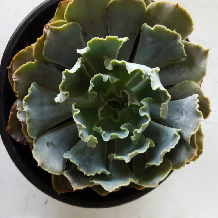 Plant image Echeveria Shaviana
