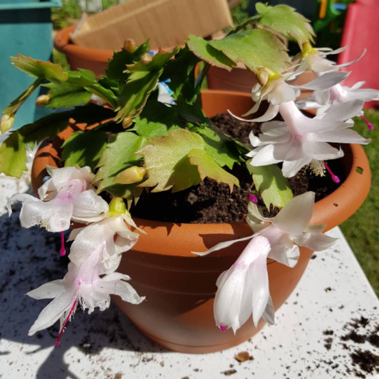 Plant image Schlumbergera truncata Tendenza® 'Novembro'