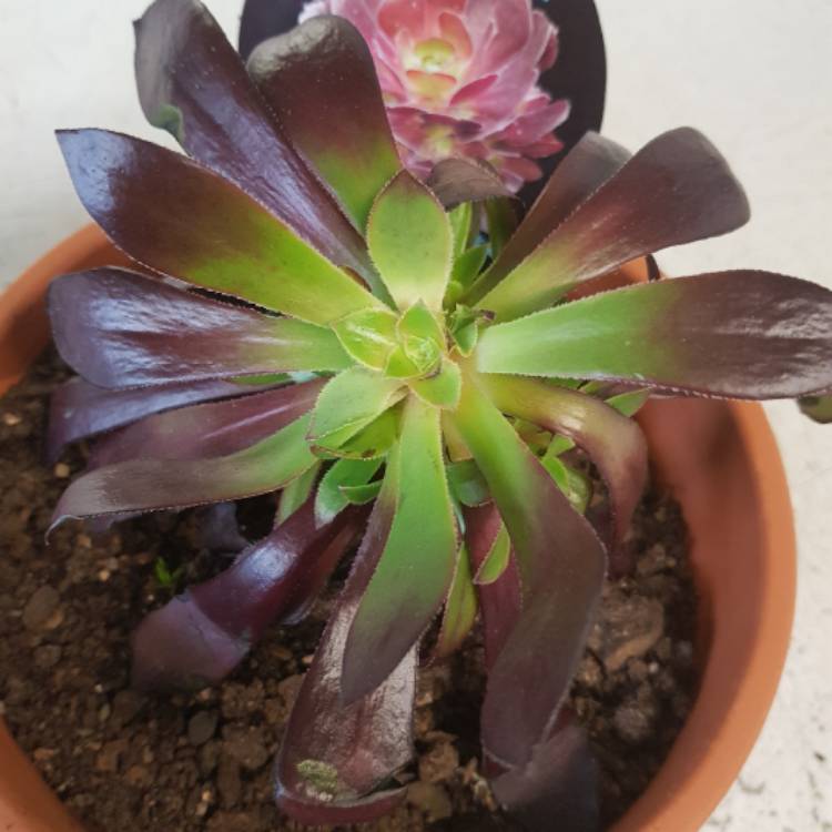 Plant image Aeonium Arboreum Chocolate Rose
