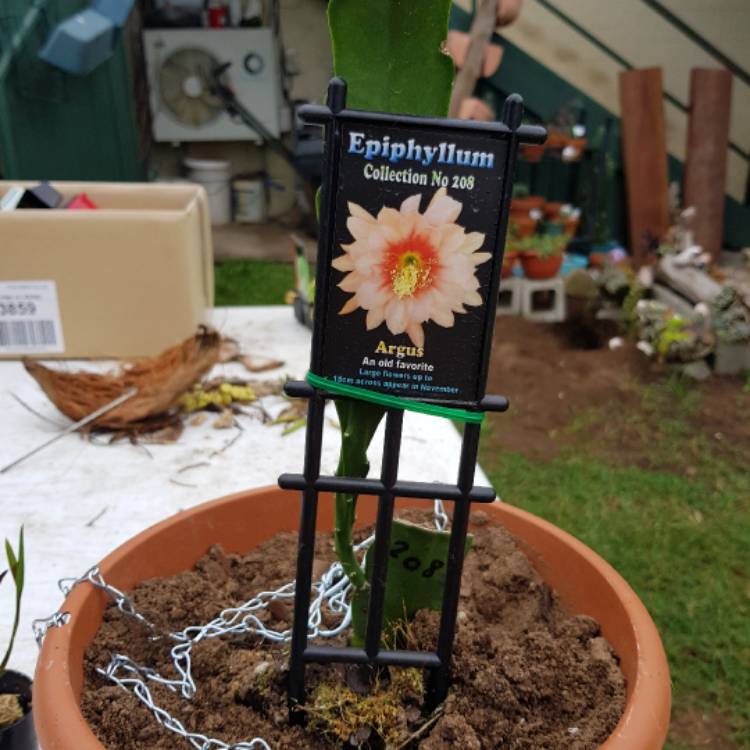 plant image 504755