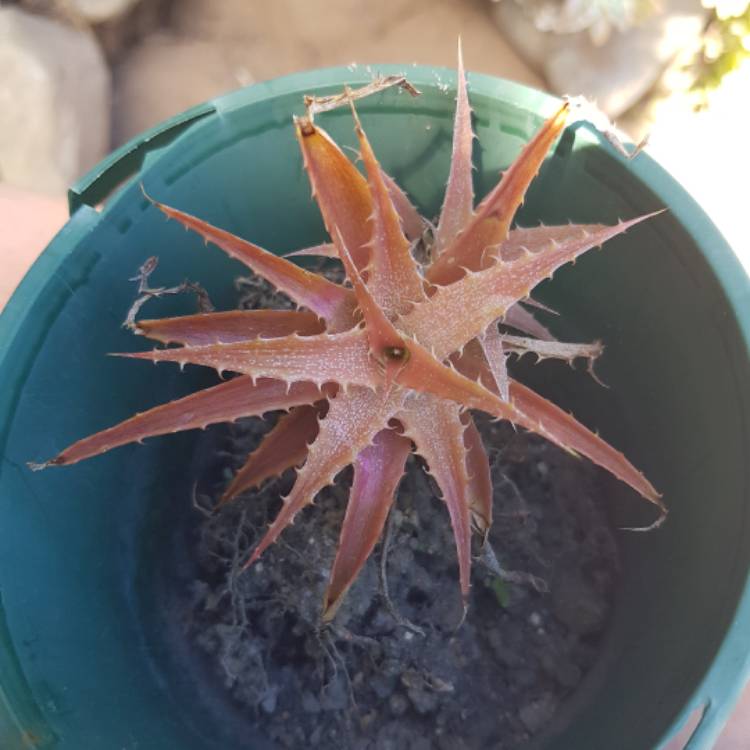 Plant image Aloe 'Dorotheae'