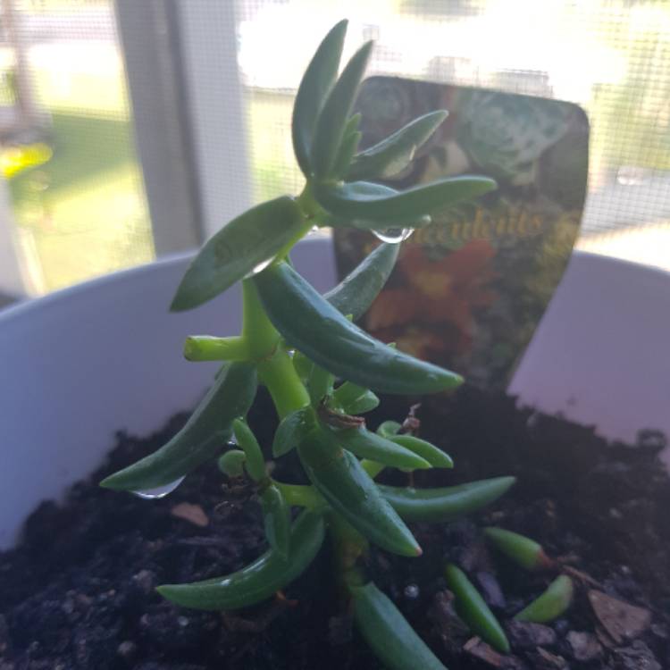 plant image 553276