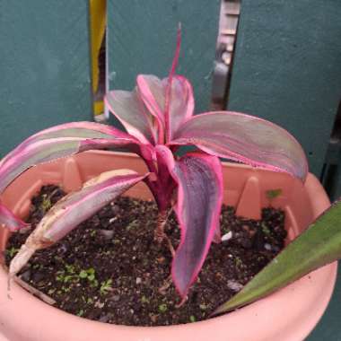 Cordyline 'Rosebud'