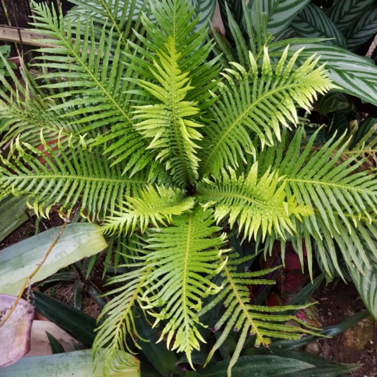 Plant image Blechnum Gibbum 'Silver Lady'