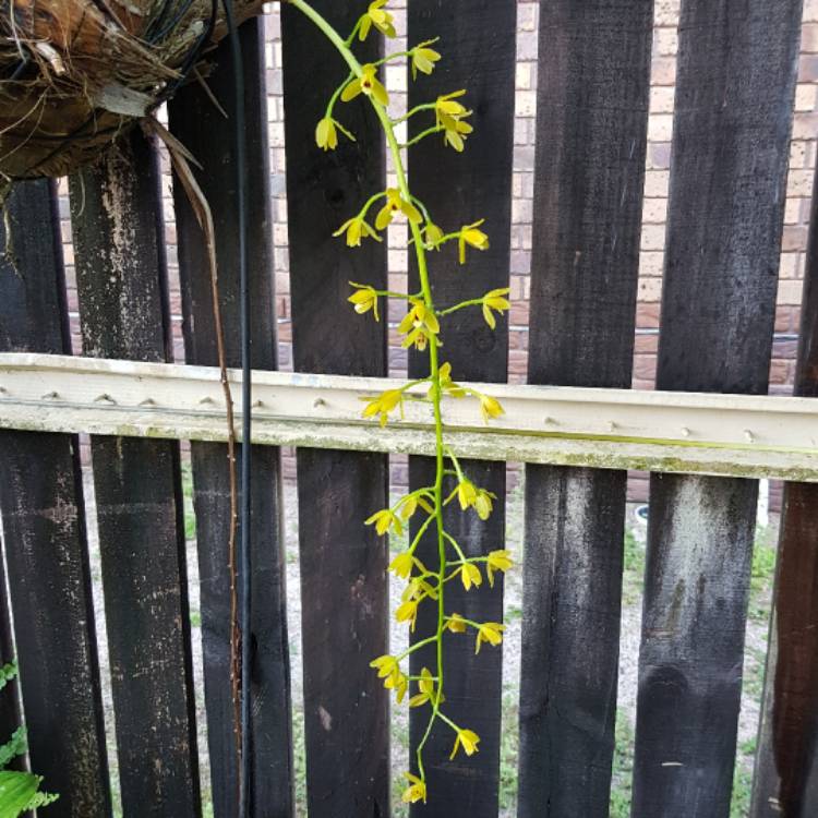 plant image 567762