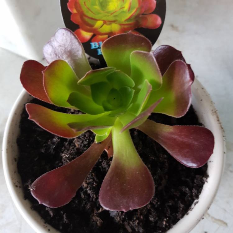Plant image Aeonium Blushing Beauty