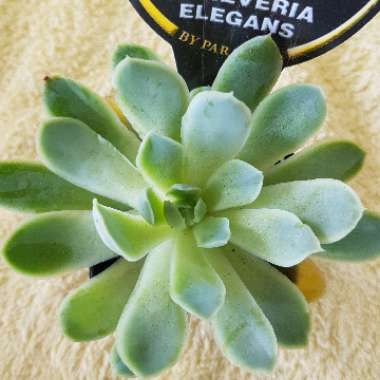 Echeveria Elegans