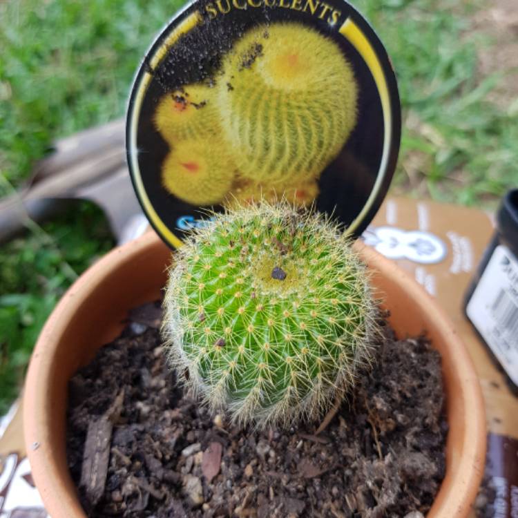 Plant image Echinopsis spachiana