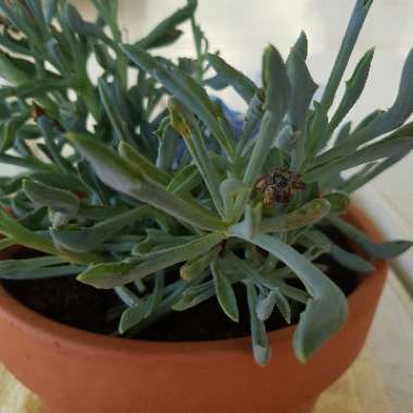 Kleinia 'Trident Blue syn. Senecio 'Trident Blue'