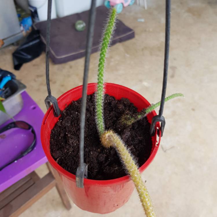 Plant image Cleistocactus winteri