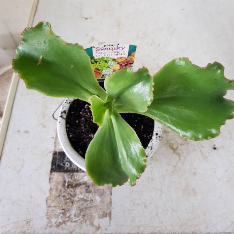 Plant image Echeveria Dick's Pink