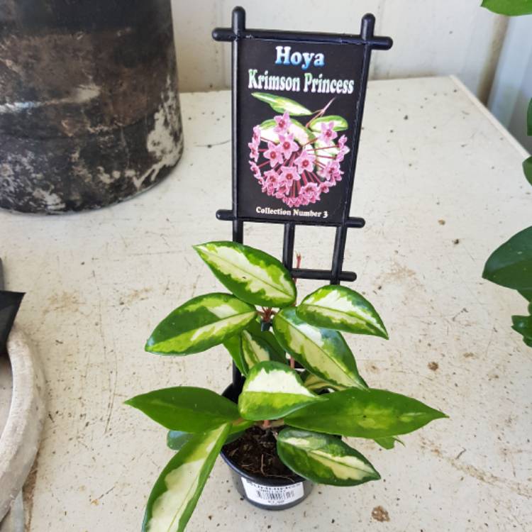 Plant image Hoya carnosa 'Krimson Princess' syn. Hoya carnosa 'Rubra'