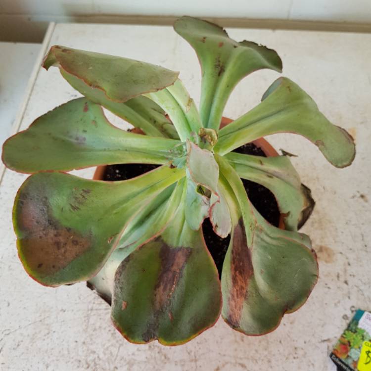 Plant image Echeveria Big Red