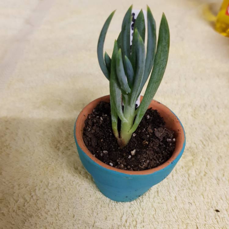 plant image 622625