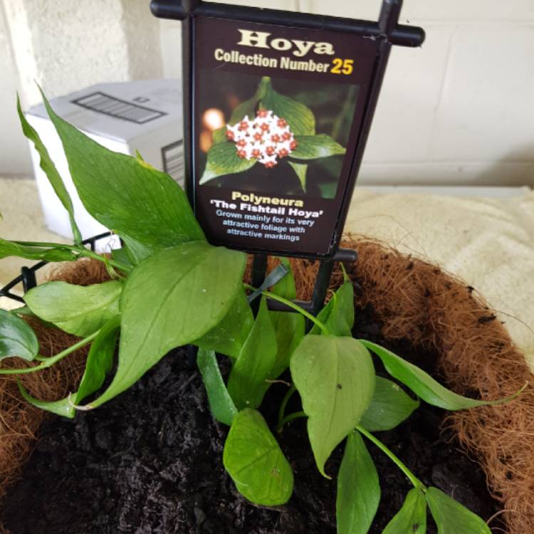 Plant image Hoya Polyneura
