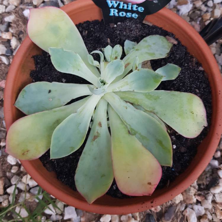 plant image 650317