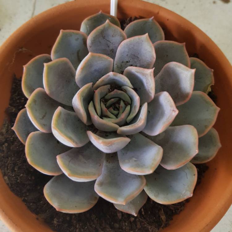 plant image 668892
