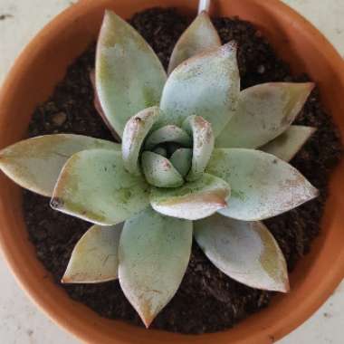 Echeveria Colorata