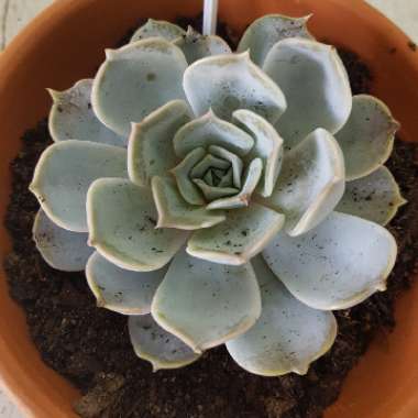 Echeveria Lilacina