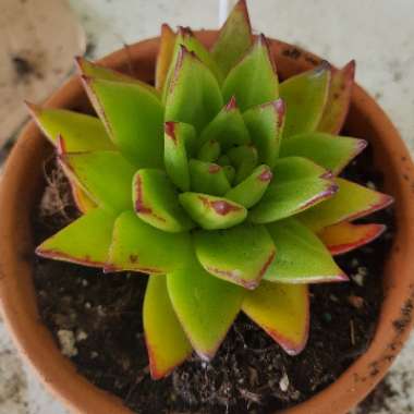 Echeveria Agavoides Red Edge