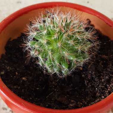 Mammillaria bocasana