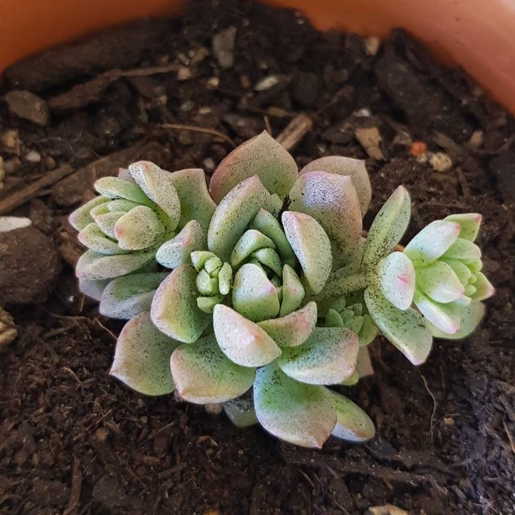 Plant image Echeveria Prolifica