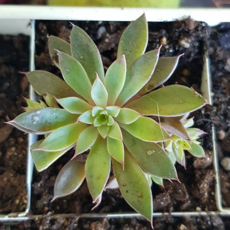 plant image 802298