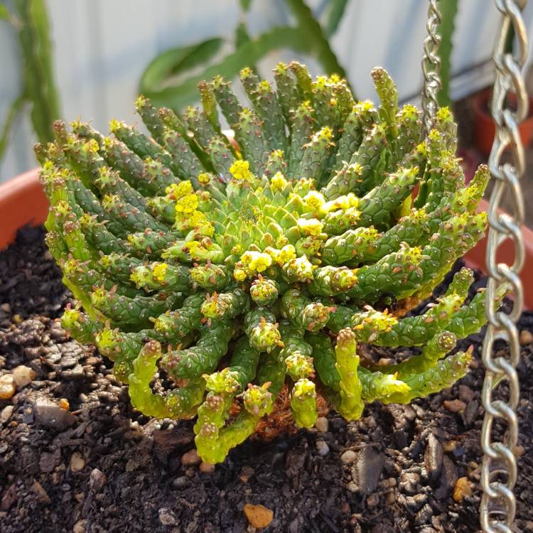 plant image 851793