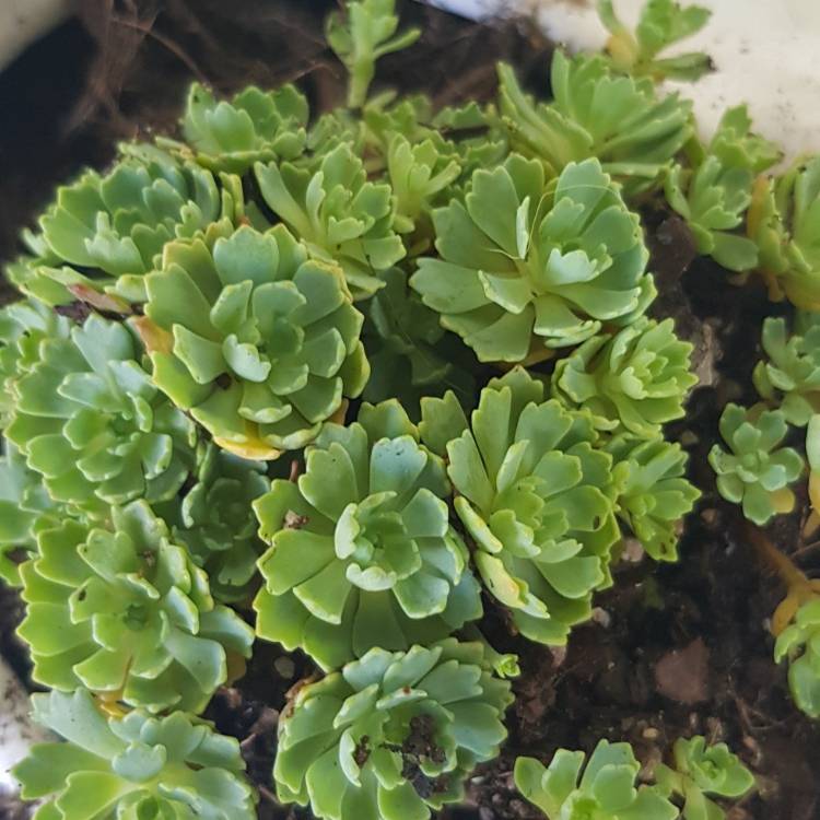 Plant image Rhodiola Pachyclados syn. Sedum Pachyclados