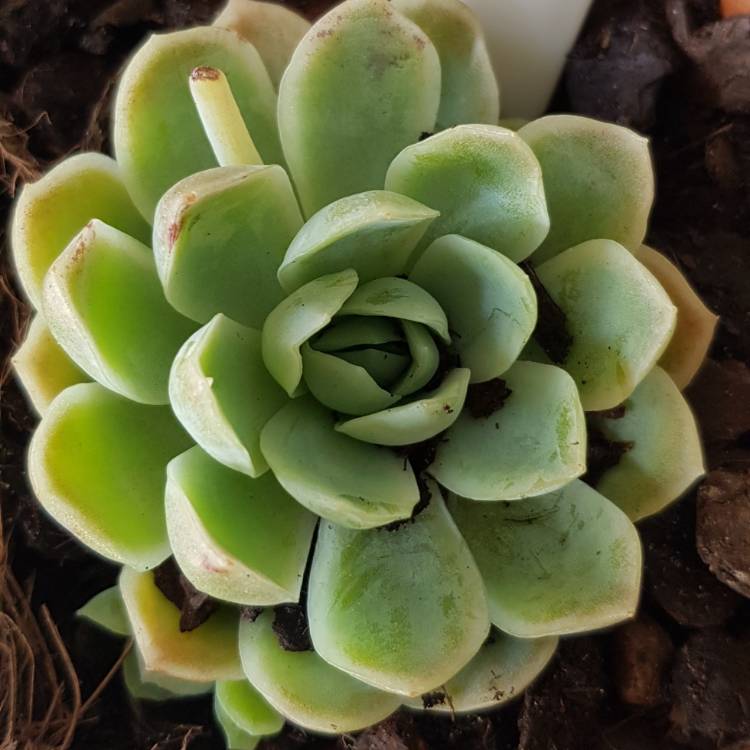 Plant image Echeveria Elegans Alba