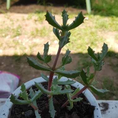 Oscularia deltoides syn. Lampranthus deltoides