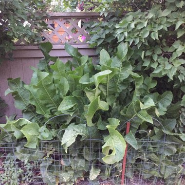 Abby's garden